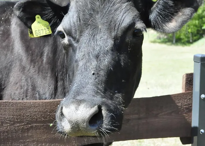 Osada Grzybowski Mlyn Z Duzym Ogrodem Kaiserowka * Grzybowo (Pomerania)